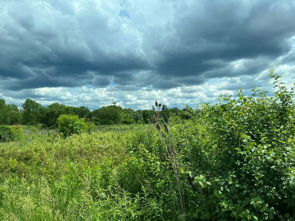 The Morton Arboretum
