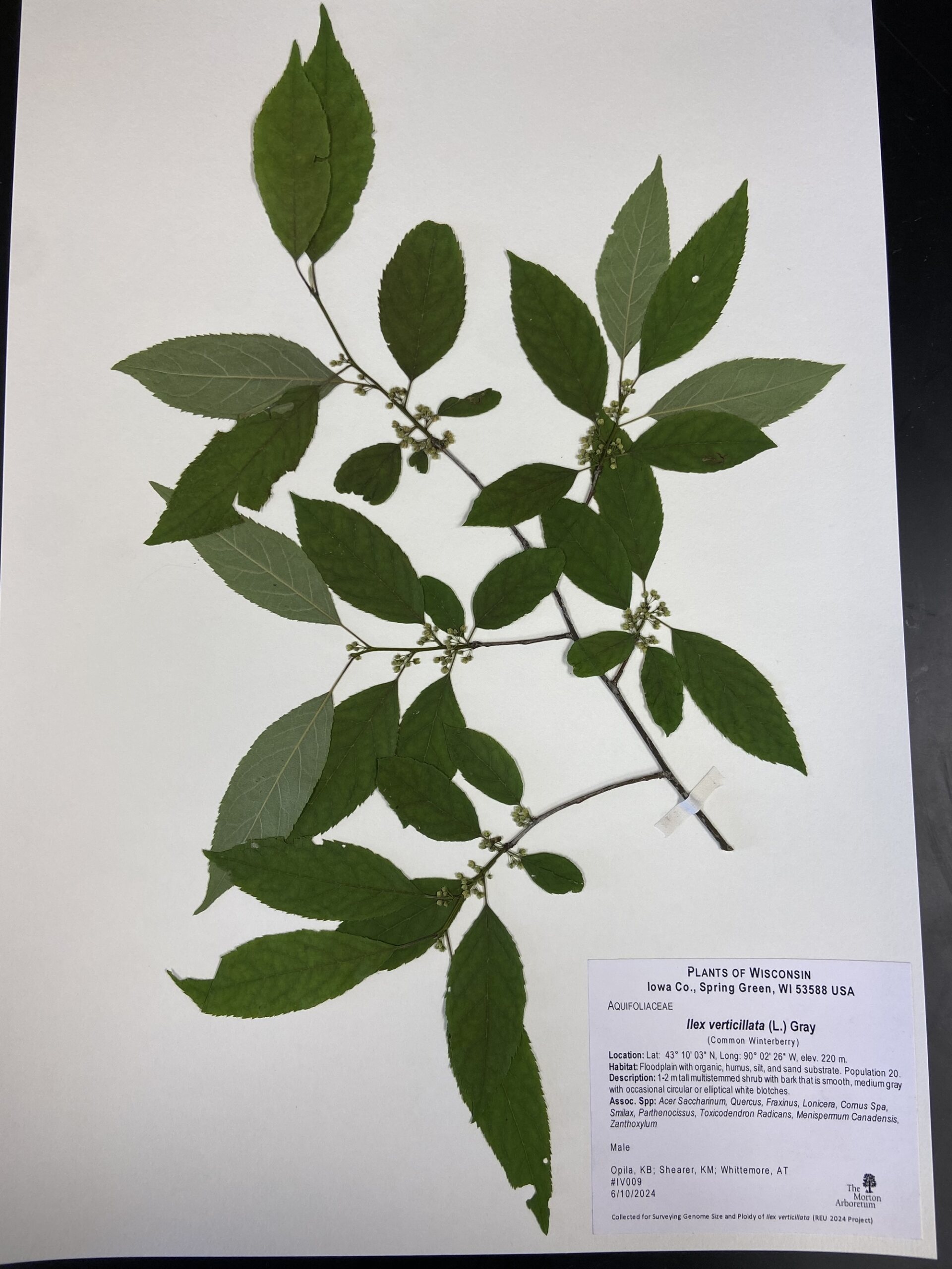 The Morton Arboretum