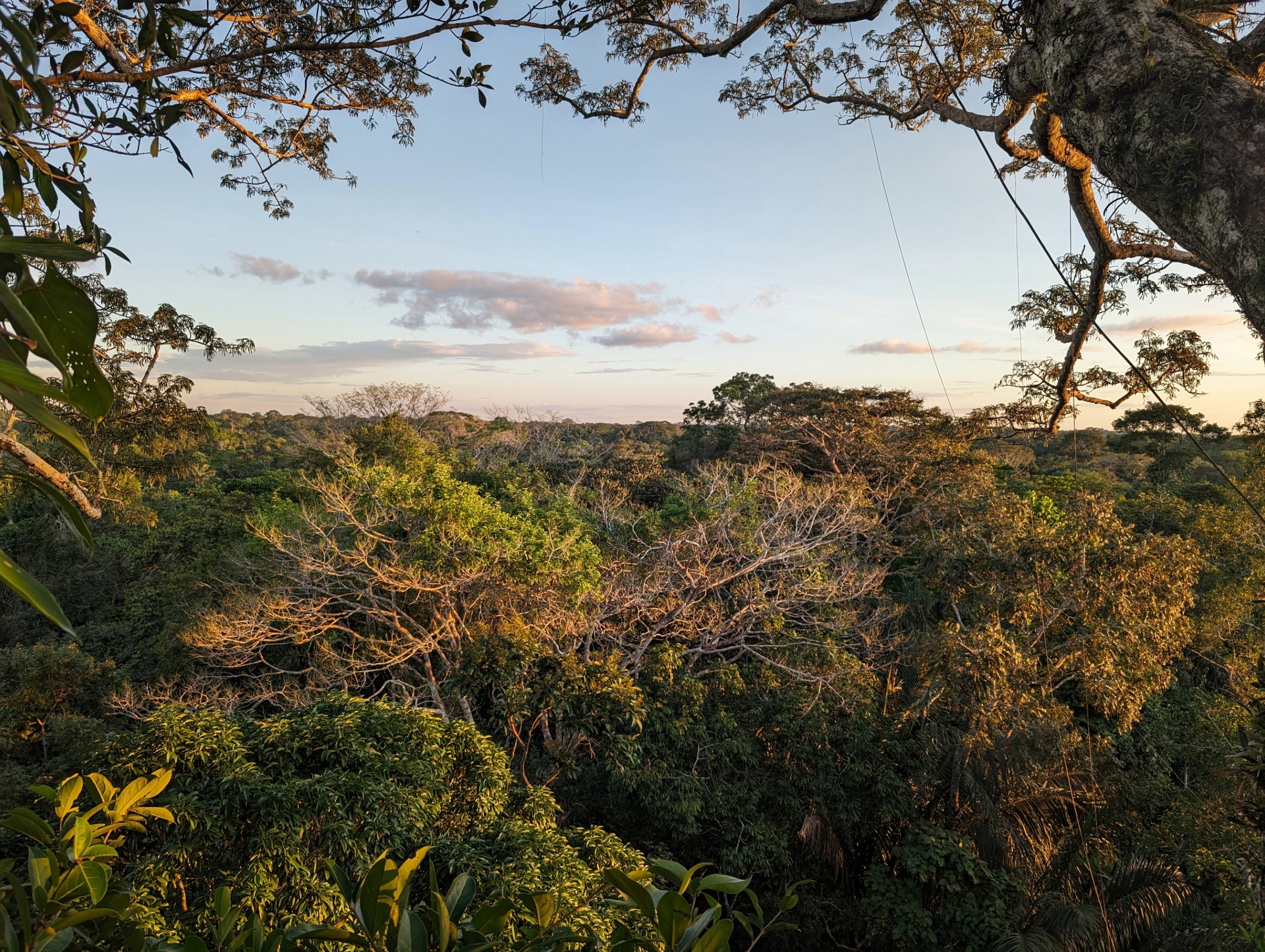 The Morton Arboretum