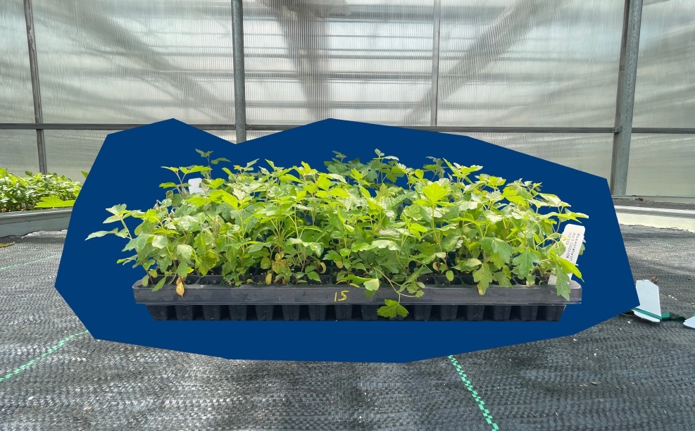 The Morton Arboretum