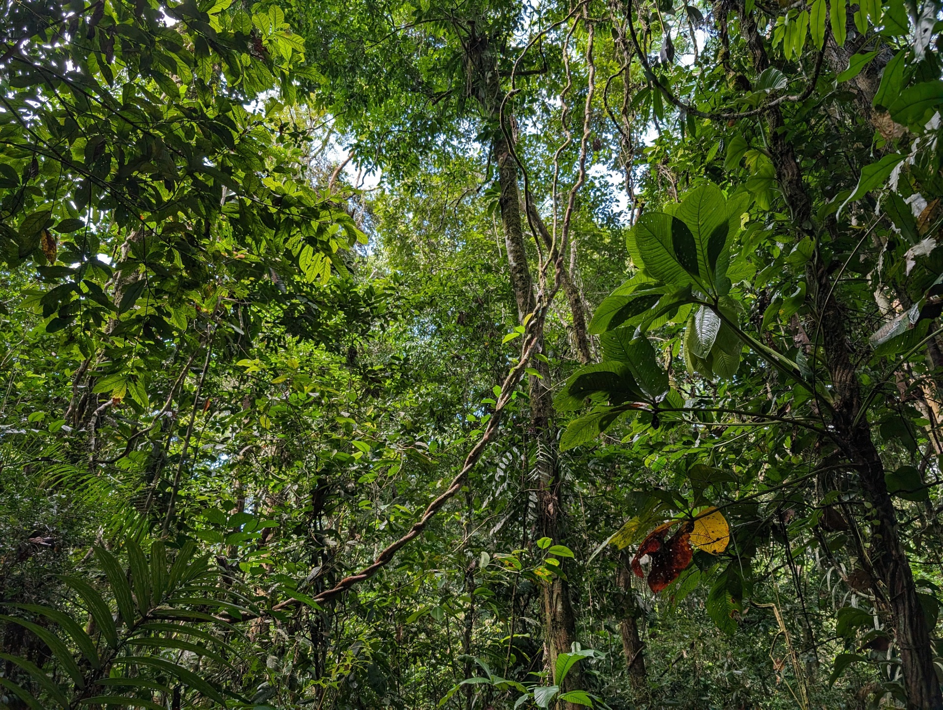 The Morton Arboretum