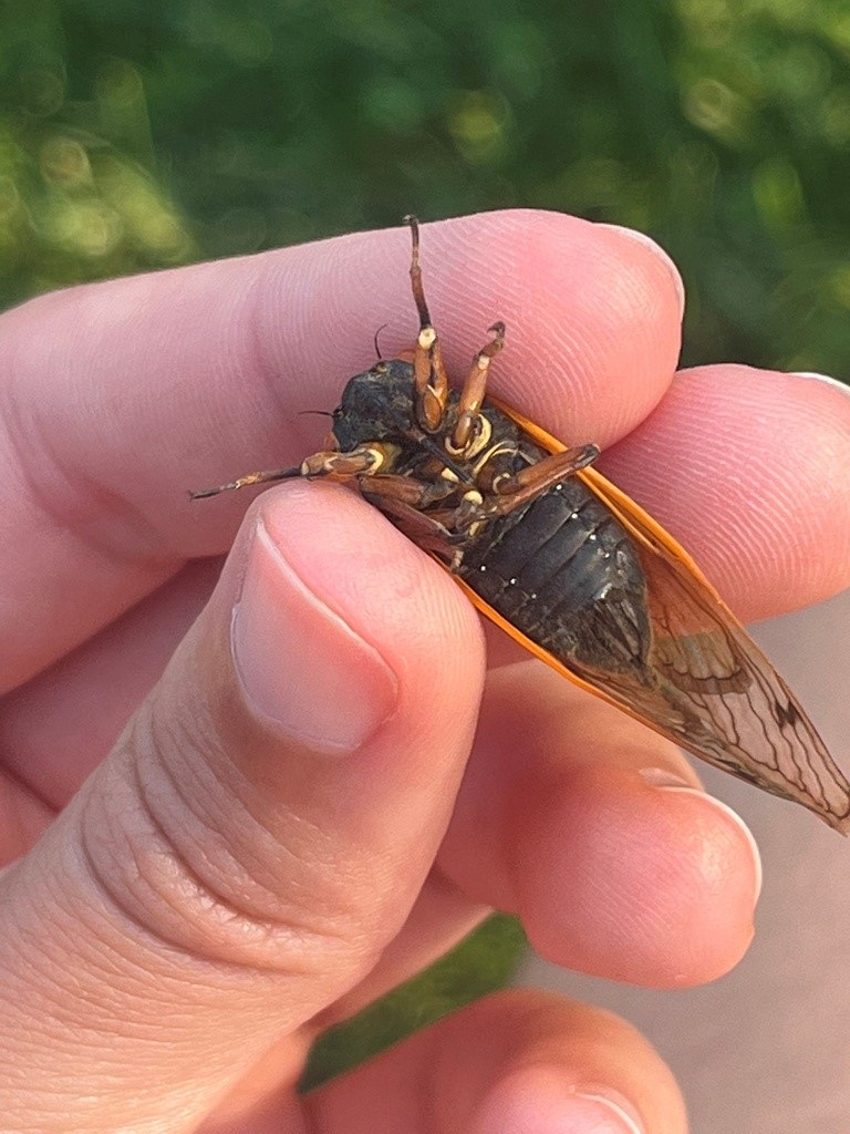 The Morton Arboretum