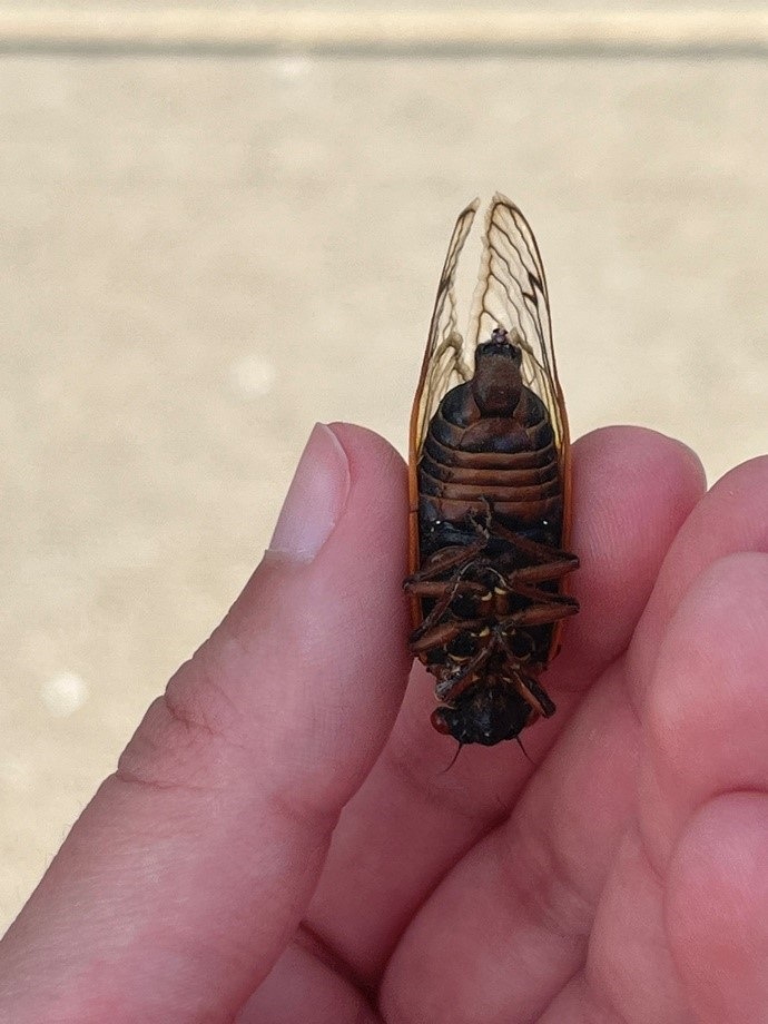 The Morton Arboretum