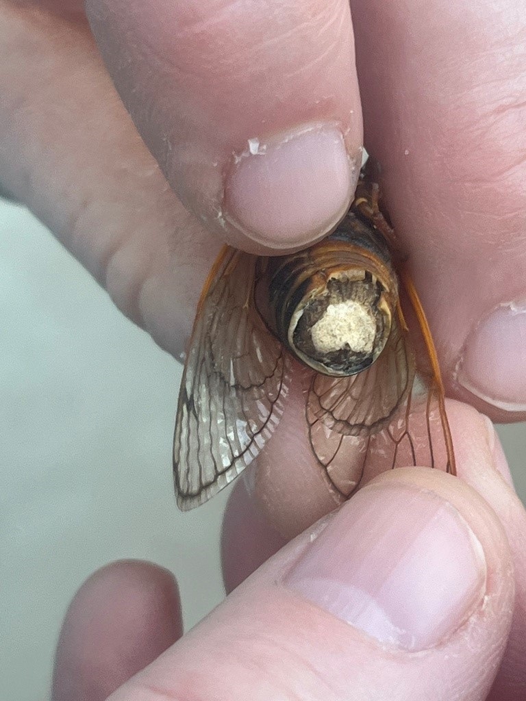 The Morton Arboretum