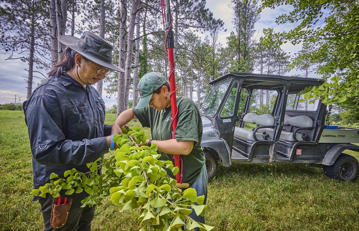 The Morton Arboretum