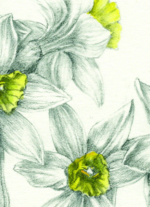 The Morton Arboretum