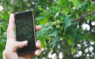 The Morton Arboretum