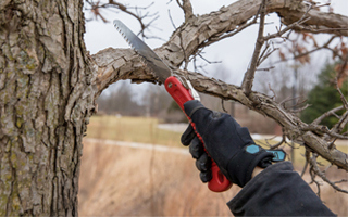 The Morton Arboretum