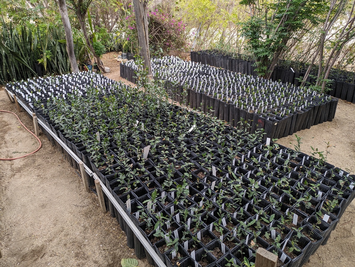 The Morton Arboretum