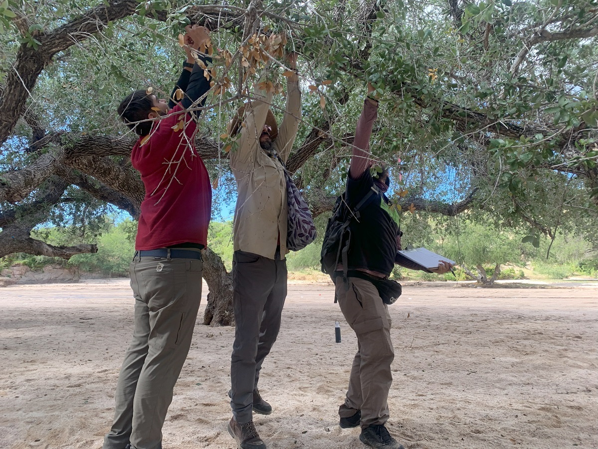 The Morton Arboretum