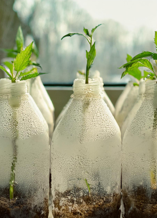 The Morton Arboretum