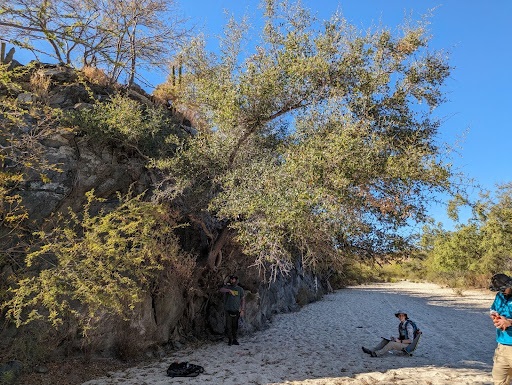 The Morton Arboretum