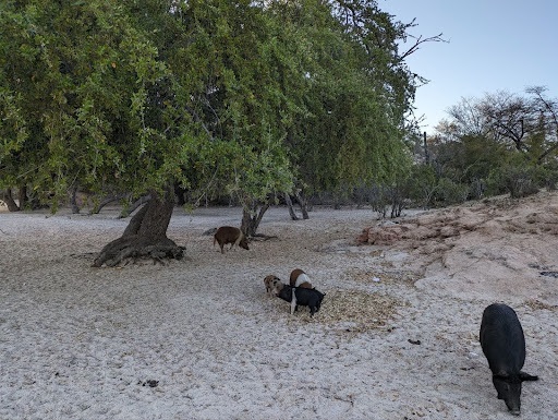 The Morton Arboretum