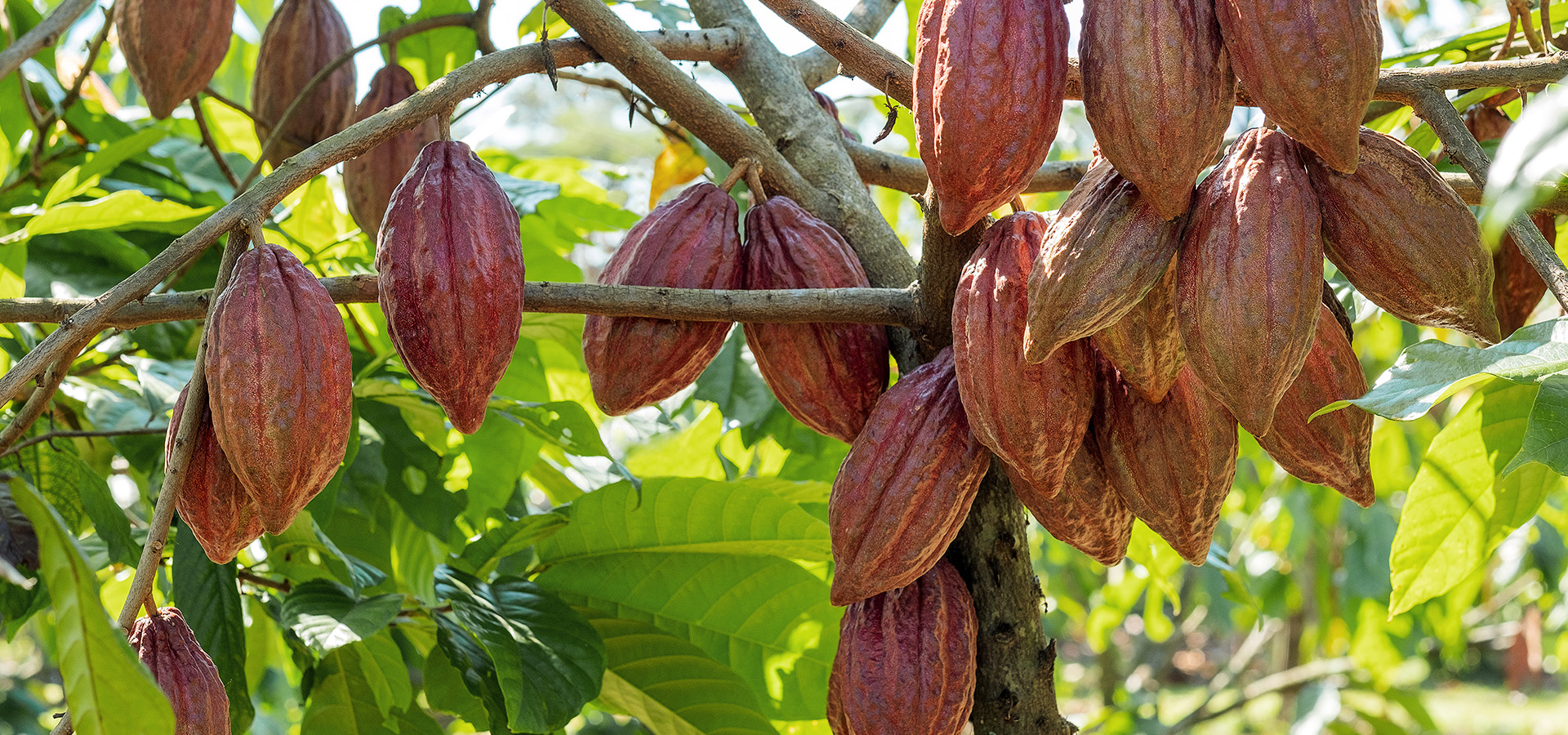 Photograph of cacao pods on cacaos trees