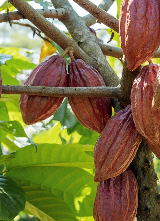 Photograph of cacao pods on cacaos trees