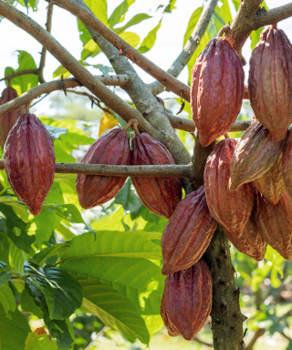 Photograph of cacao pods on cacaos trees