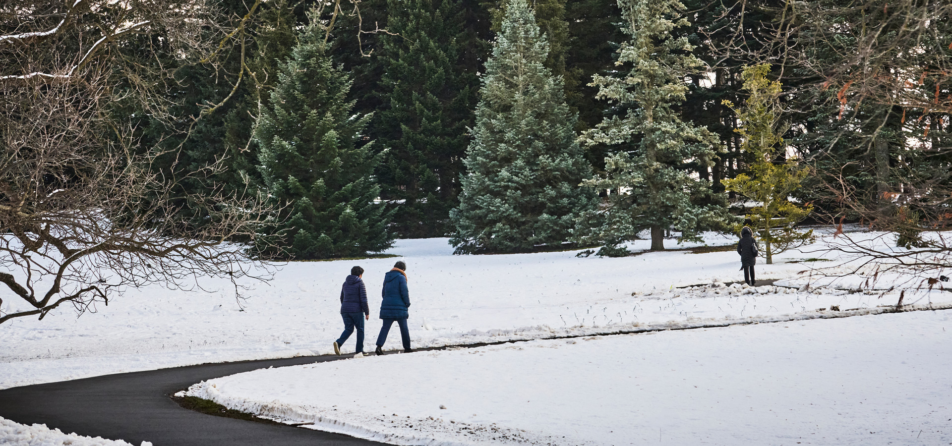 Photograph of two guests walking through the Conifer Walk on the Arboretum East Side