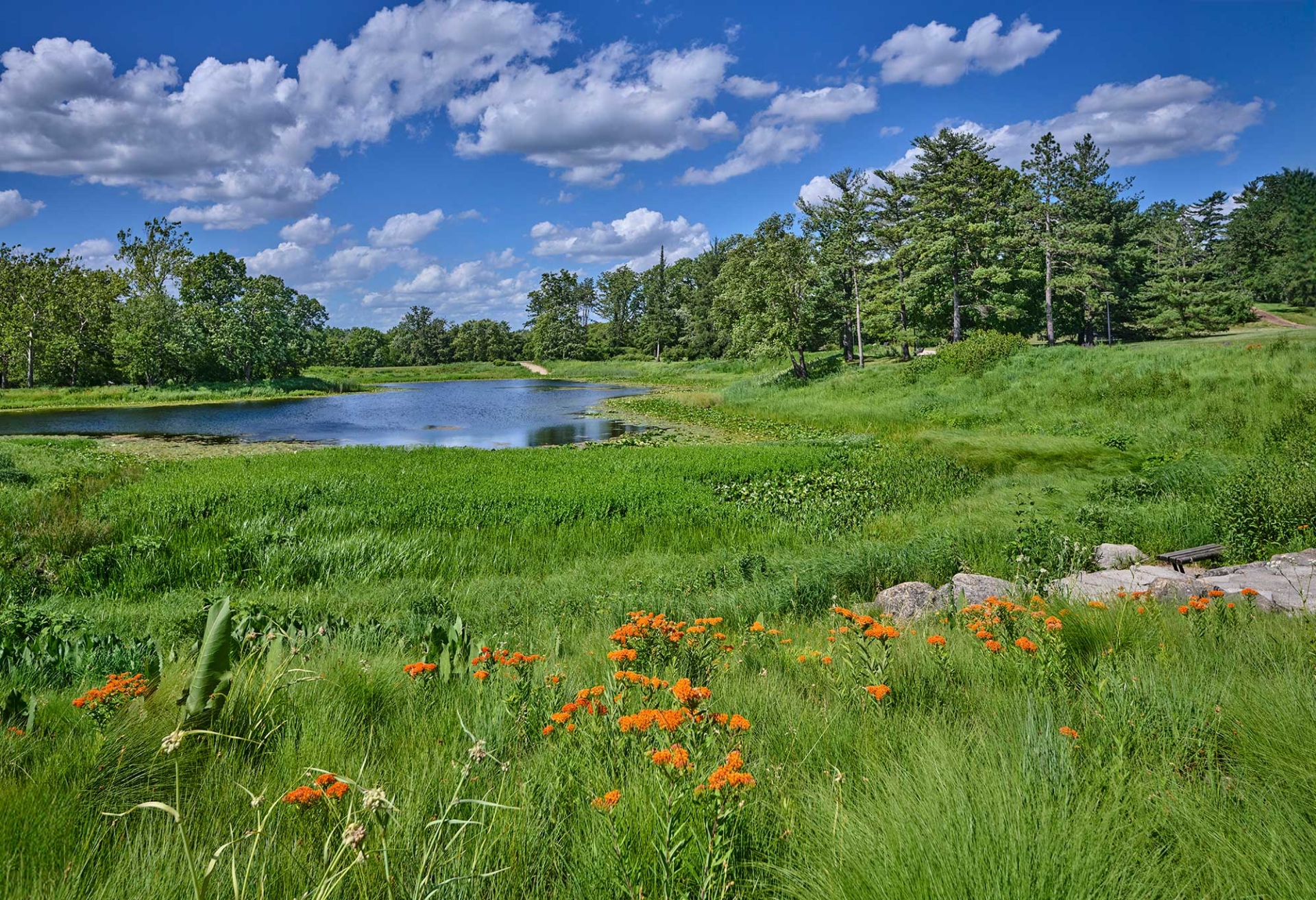 Photograph of Meadow Lake in early summer showing blooms of butterfly weed