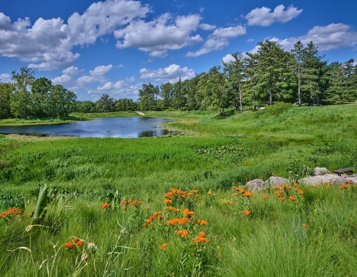Photograph of Meadow Lake in early summer showing blooms of butterfly weed