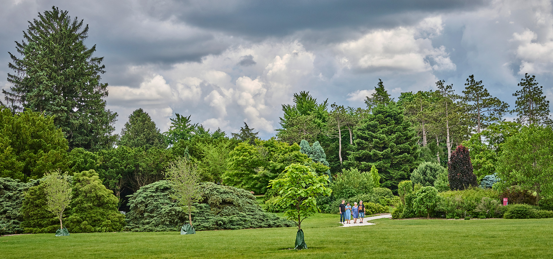 Photograph of the Conifer Walk at The Morton Arboretum