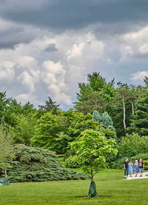 Photograph of the Conifer Walk at The Morton Arboretum