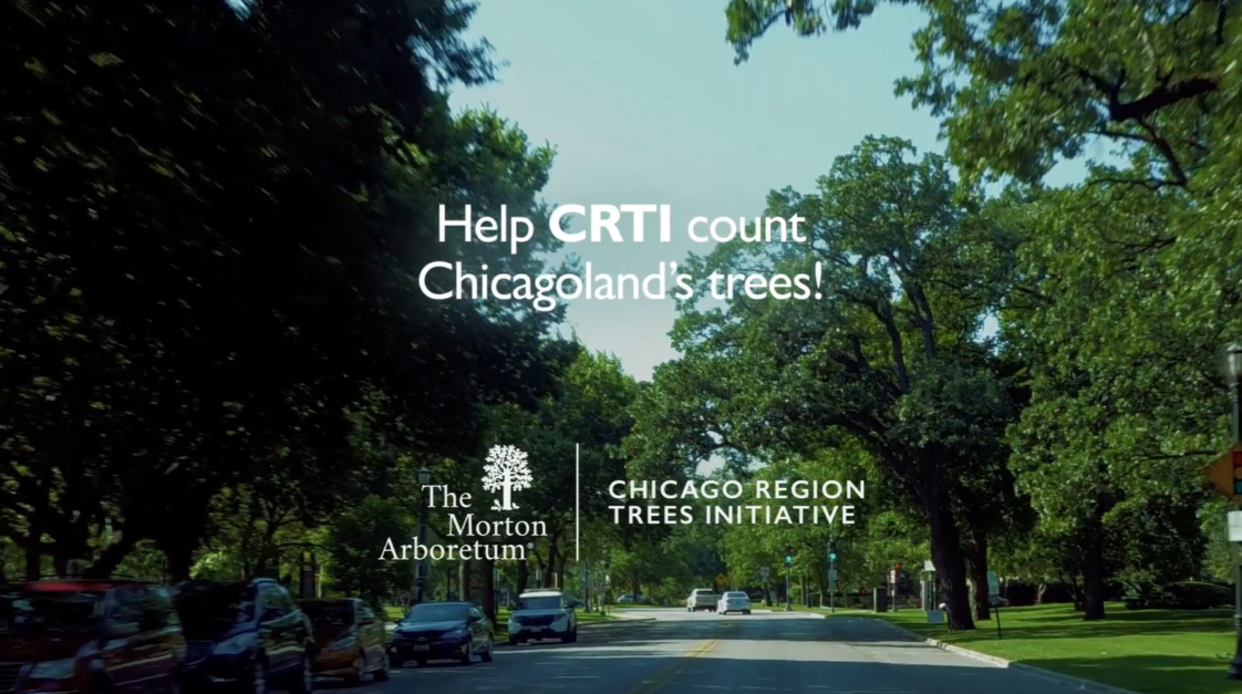 Thumbnail for Canopy Counts Program showing a treelined city street with text overlaid that reads 'Help CRTI count Chicagoland's trees' with the logo of The Morton Arboretum