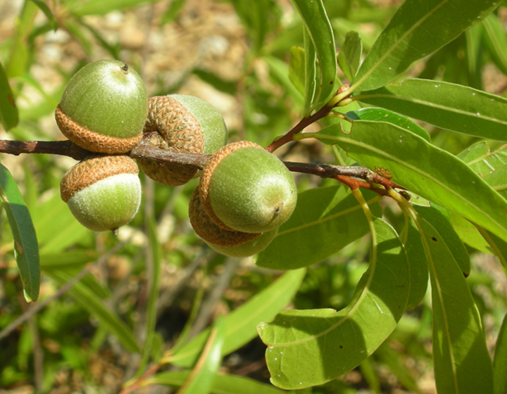 Close up photo of an oak tree Quercus cualensis
