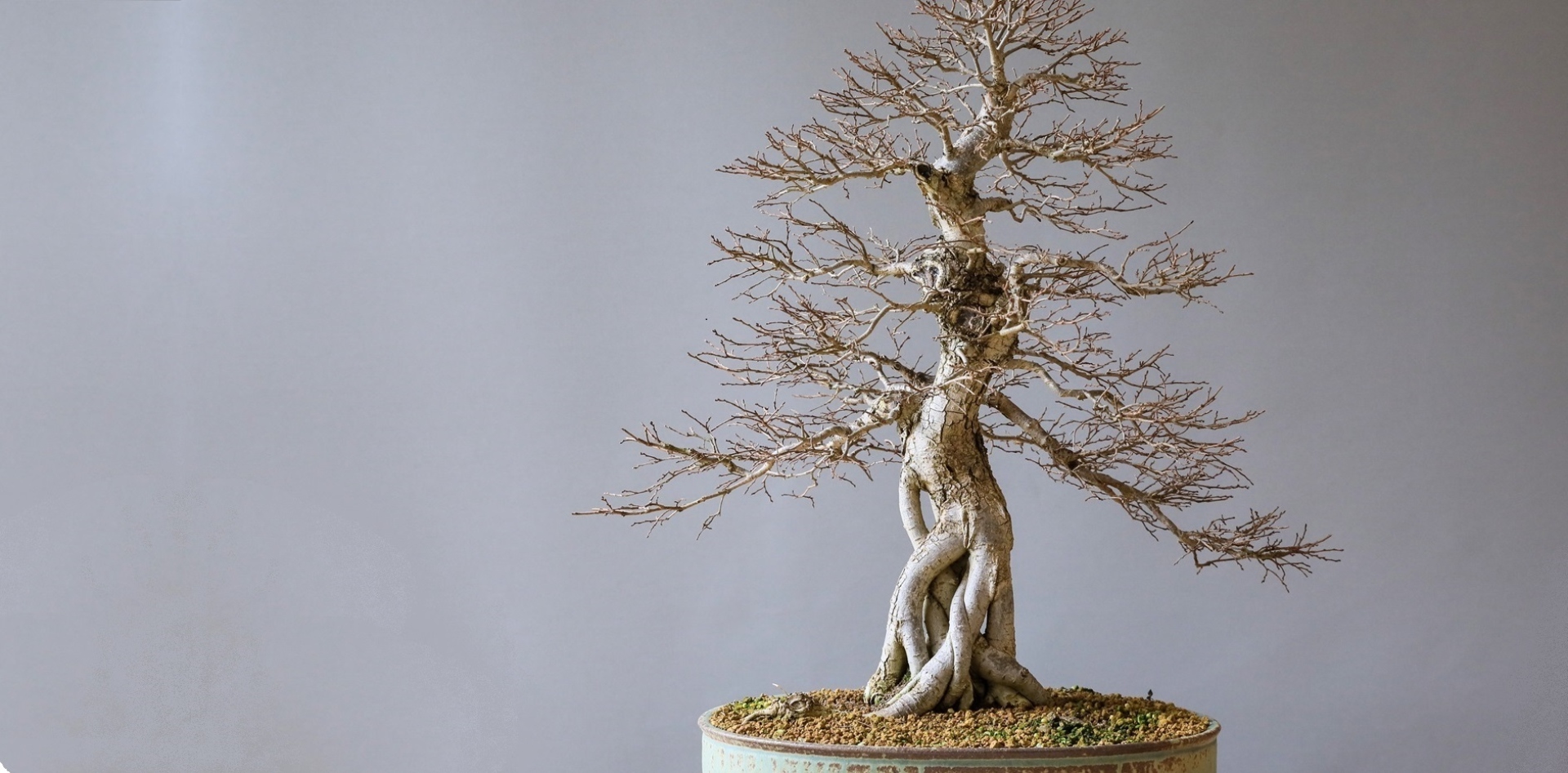 Photograph of a defoliated bonsai tree