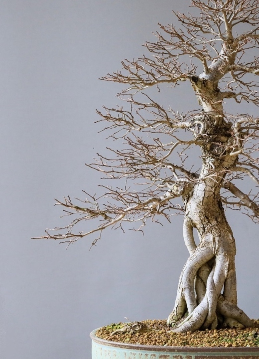Photograph of a defoliated bonsai tree