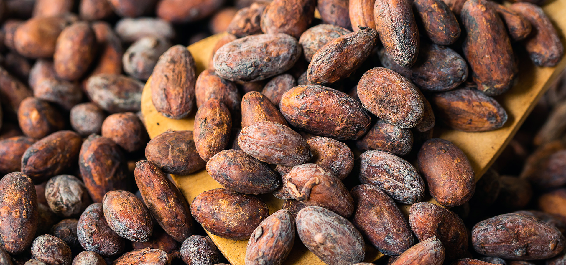 Photograph of cocoa beans and cocoa pods