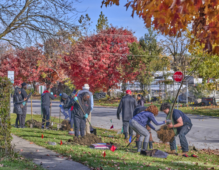 Photograph of volunteers planting trees in Blue Island Illinois