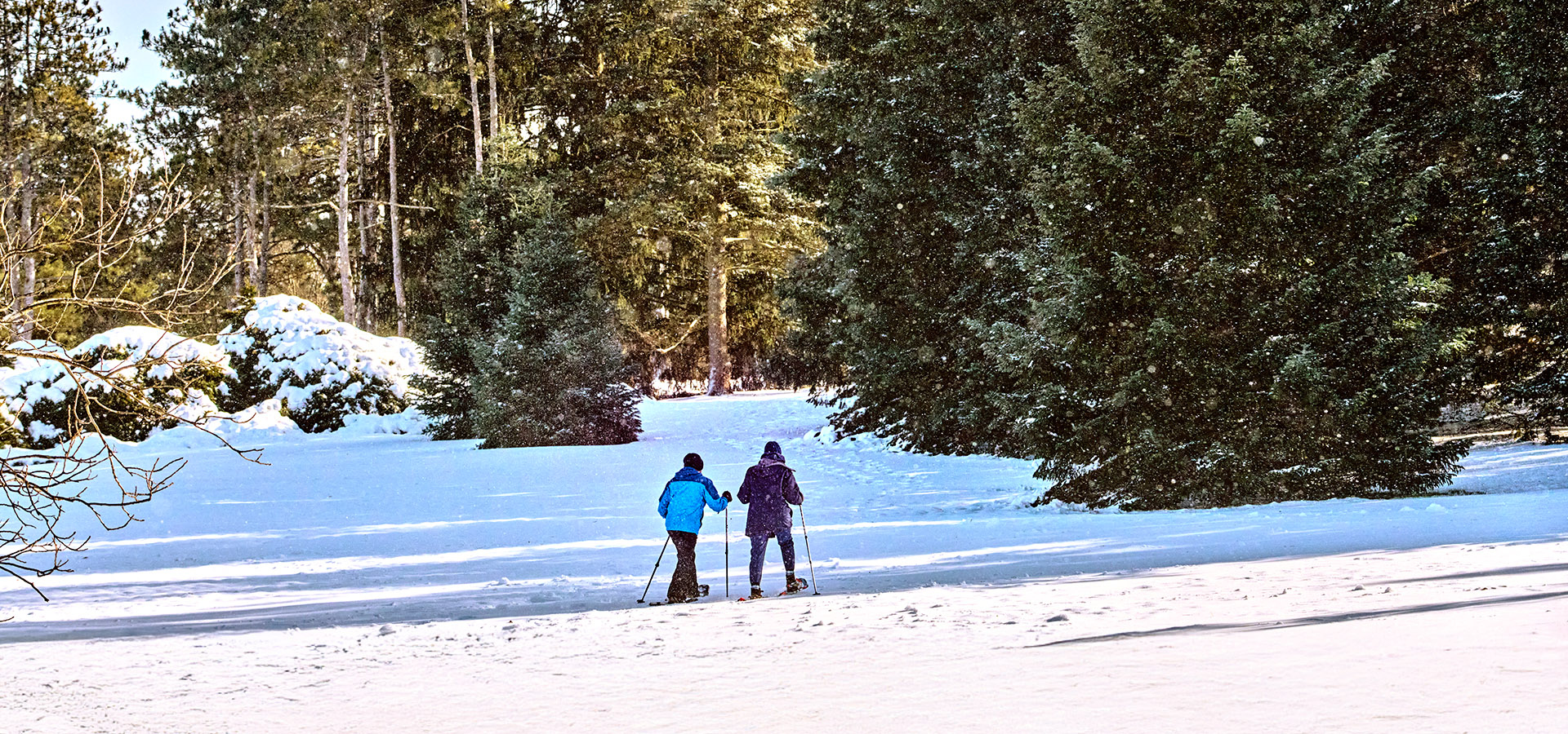 The Morton Arboretum