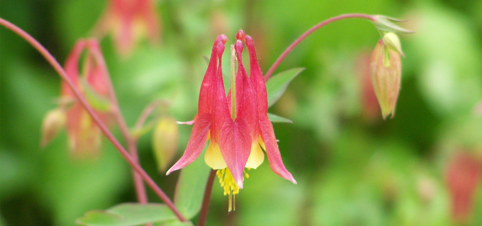 Close up photo of a bell shaped red and yellow Columbine (Aquilegia canadensis) flower.