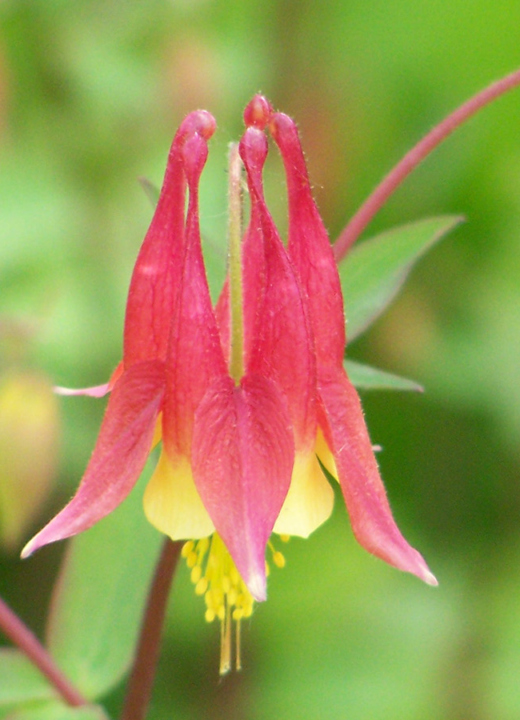 Close up photo of a bell shaped red and yellow Columbine (Aquilegia canadensis) flower.