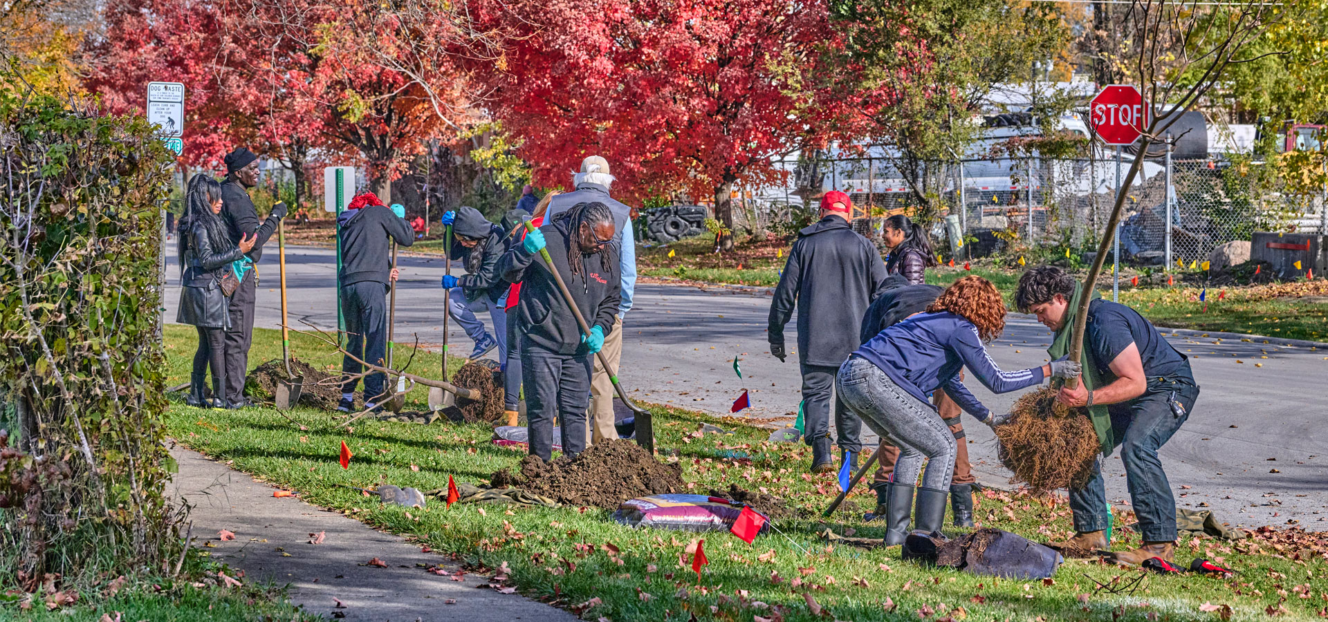 Partners of Chicago Region Trees Initiative plant trees in a neighborhood in fall.