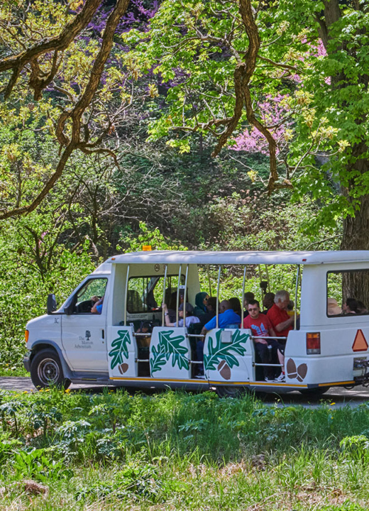 The Morton Arboretum