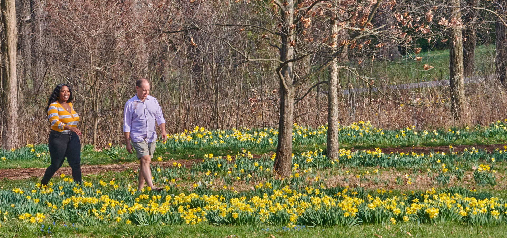 A couple walk among blooming daffodils in spring.