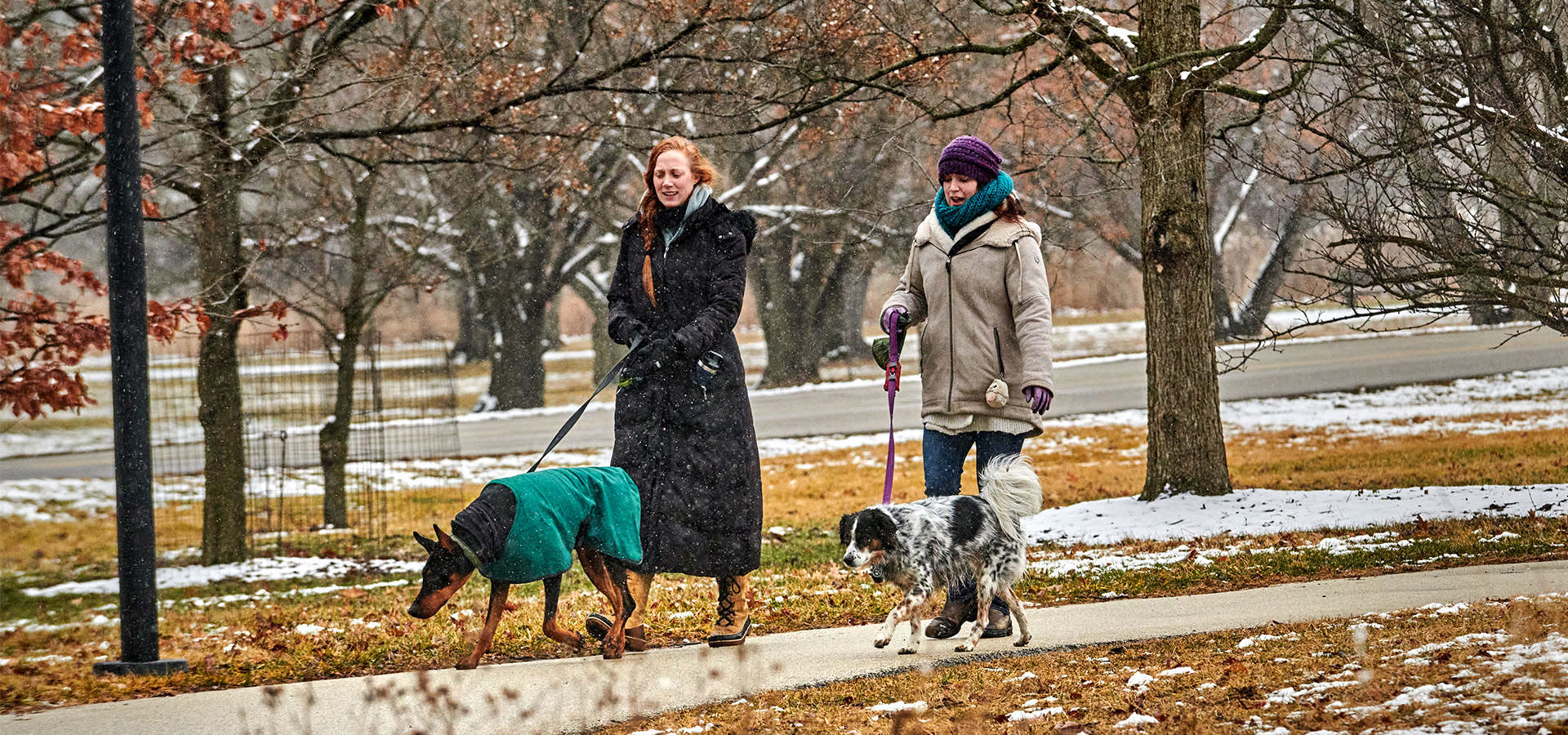 Photograph of two visitors and their dogs walking on a paved path at The Morton Arboretum in winter