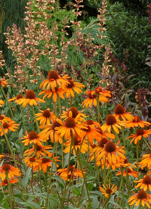 Orange Echinacea 'Tiki Torch' flowers paired with other non-flowering plants of different heights and colors.