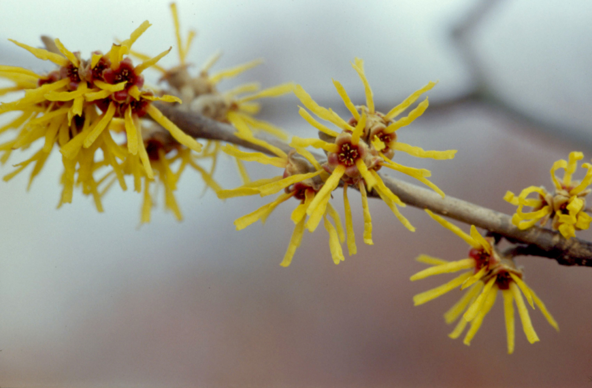 A yellow witch hazel appears in early spring.