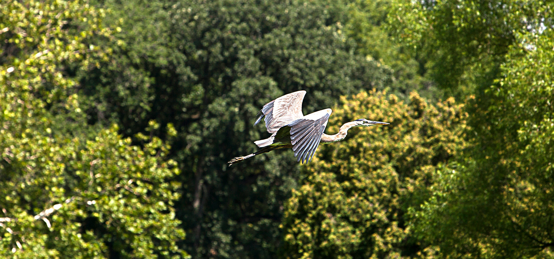 A heron taking flight over a lake with lush green trees in the background.