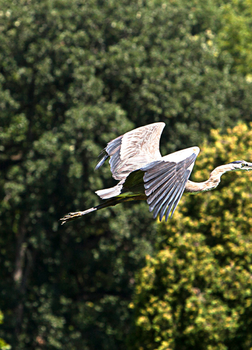 A heron taking flight over a lake with lush green trees in the background.