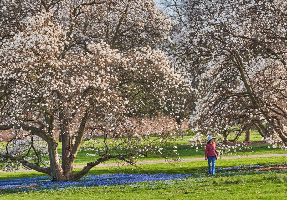 A woman surrounds herself with magnolia blooms and blanket of blue Siberian squil flowers.