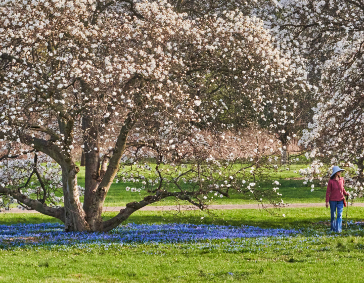 Guest walking at The Morton Arboretum admiring spring blooms on magnolia trees