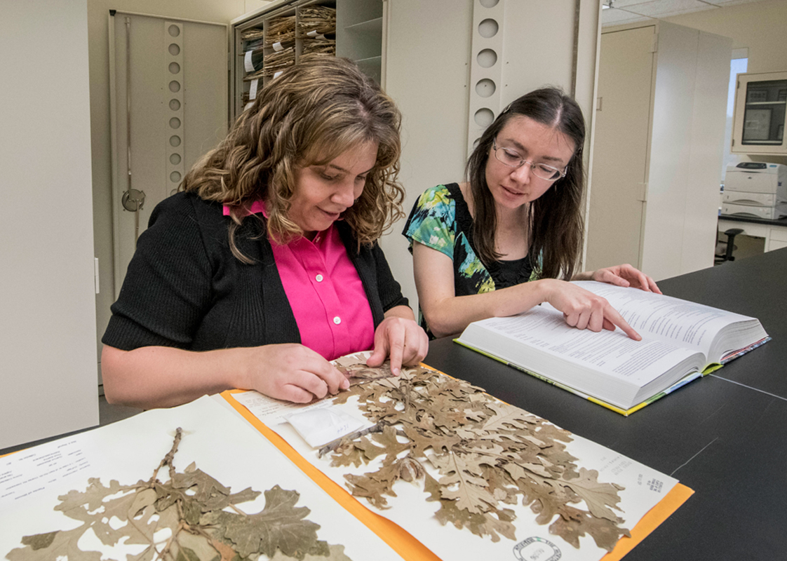 Staff look at an herbarium sample.