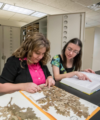 Staff look at an herbarium sample.