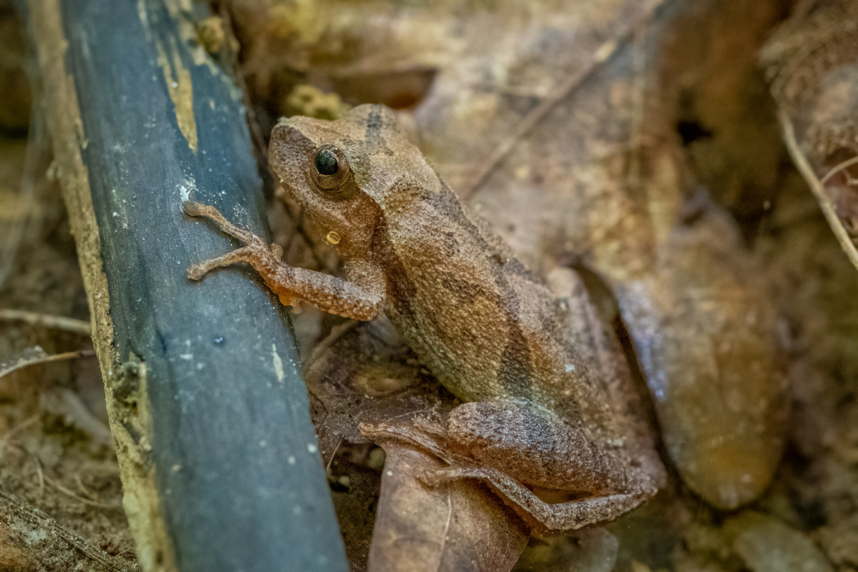 A spring peeper resting on a leaf.