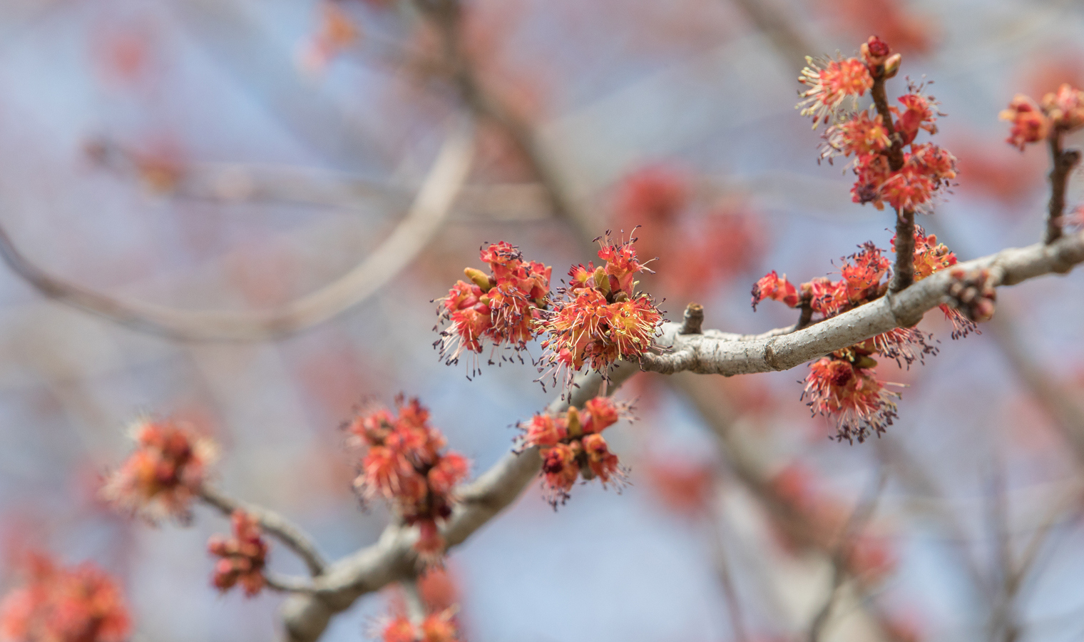 A maple tree flowering before its leaves come out in spring.