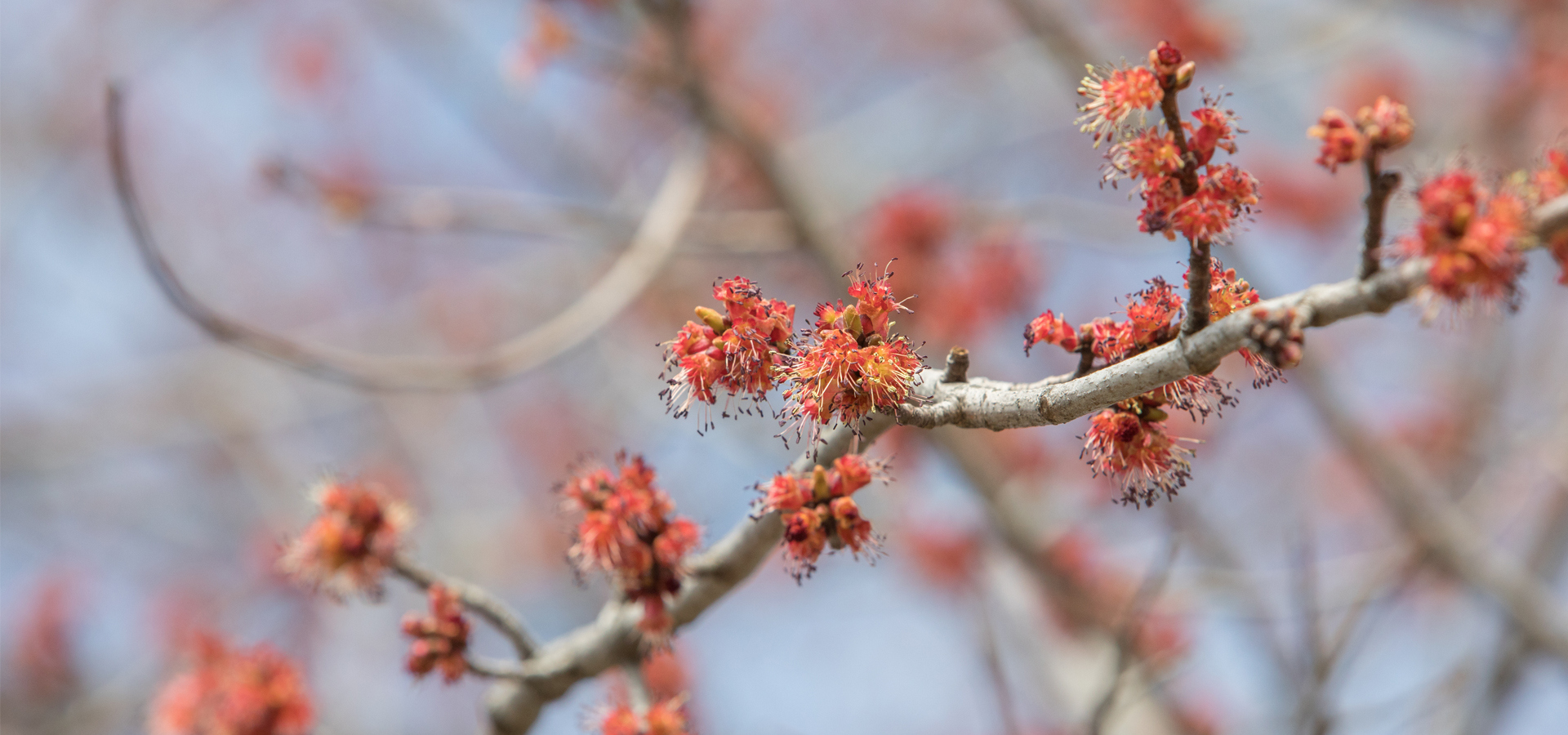 A maple tree flowering before its leaves come out in spring.