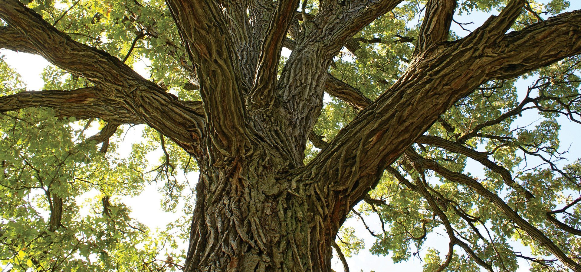 The Morton Arboretum